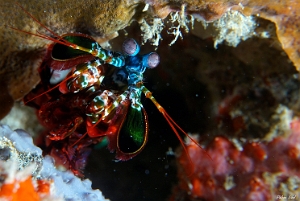 Maldives 2021 - Squille multicolore - Peacock mantis shrimp - Odontodactylus scyllarus - DSC00638_rc